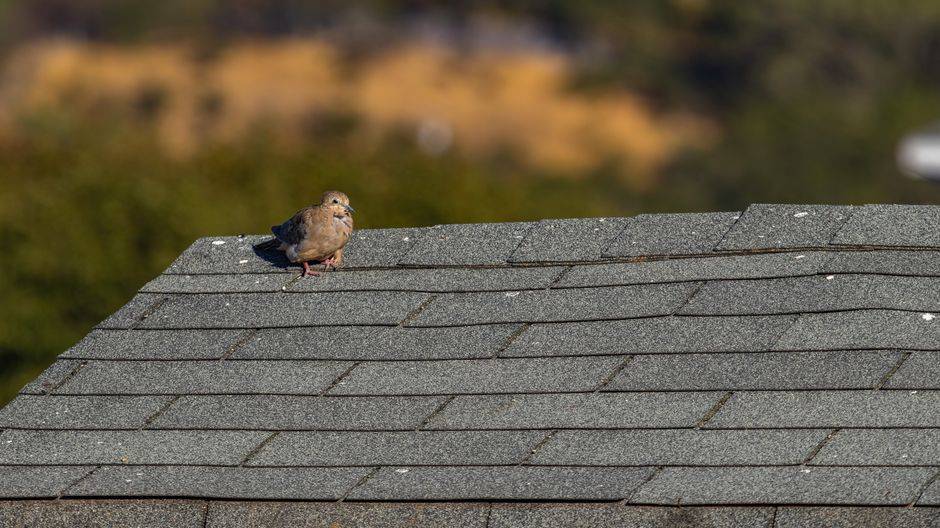 free roof inspection plano tx: When should Plano homeowners get a roof inspection